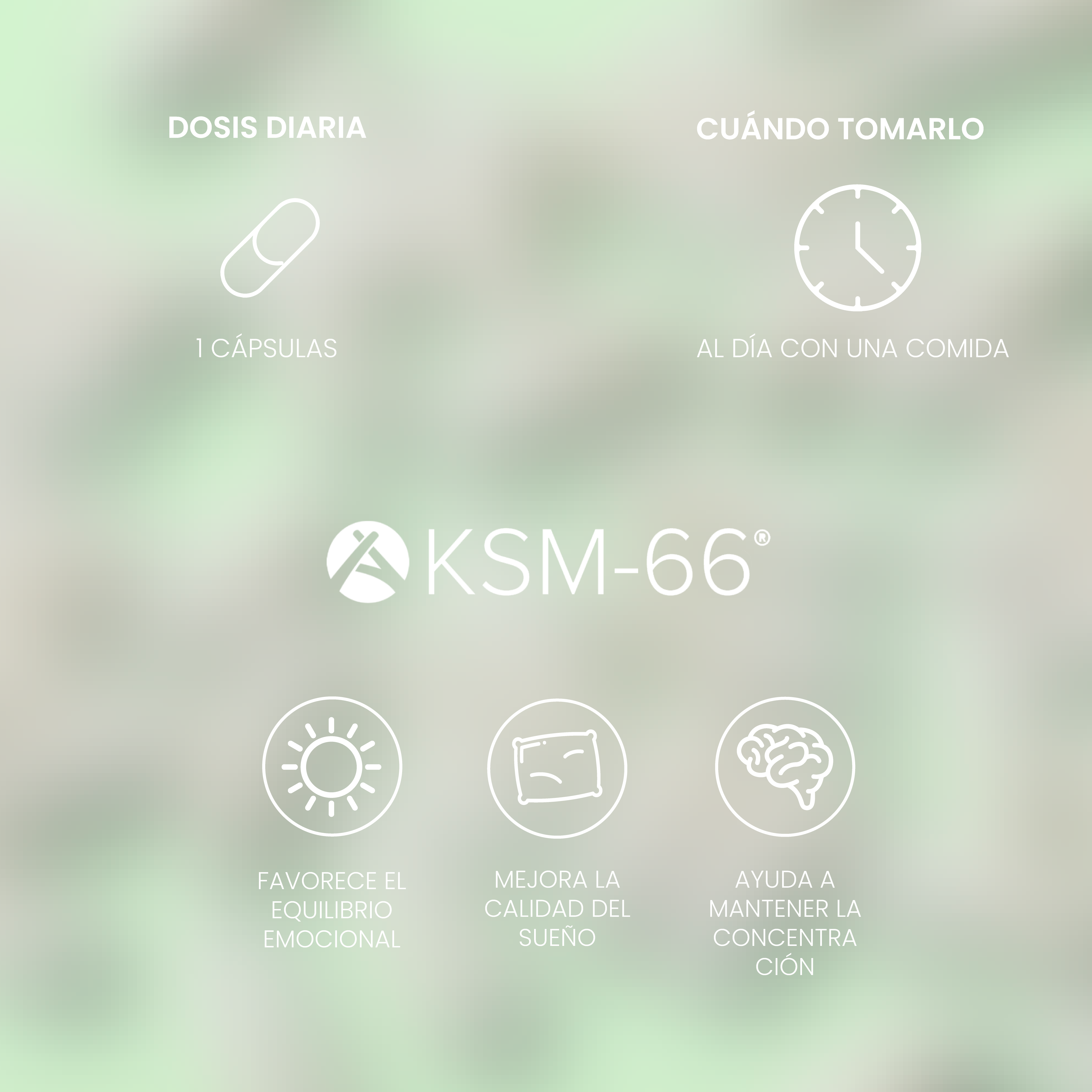 Ashwagandha KSM66 600mg - 60 Capsules - By Dr. Antelm Pujol